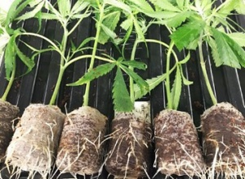 Enjoy A Successful Hydroponic Cannabis Growing Using Coco Coir