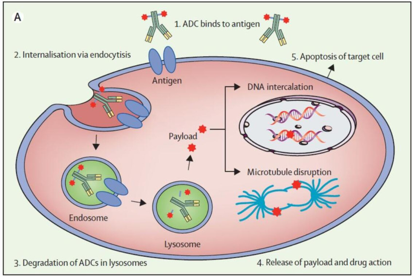 Several Challenges For Antibody Drug conjugate (ADC) Drugs