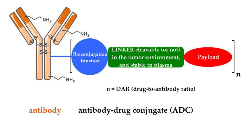 Why IgG1 is the commonly used antibody subtype of ADC