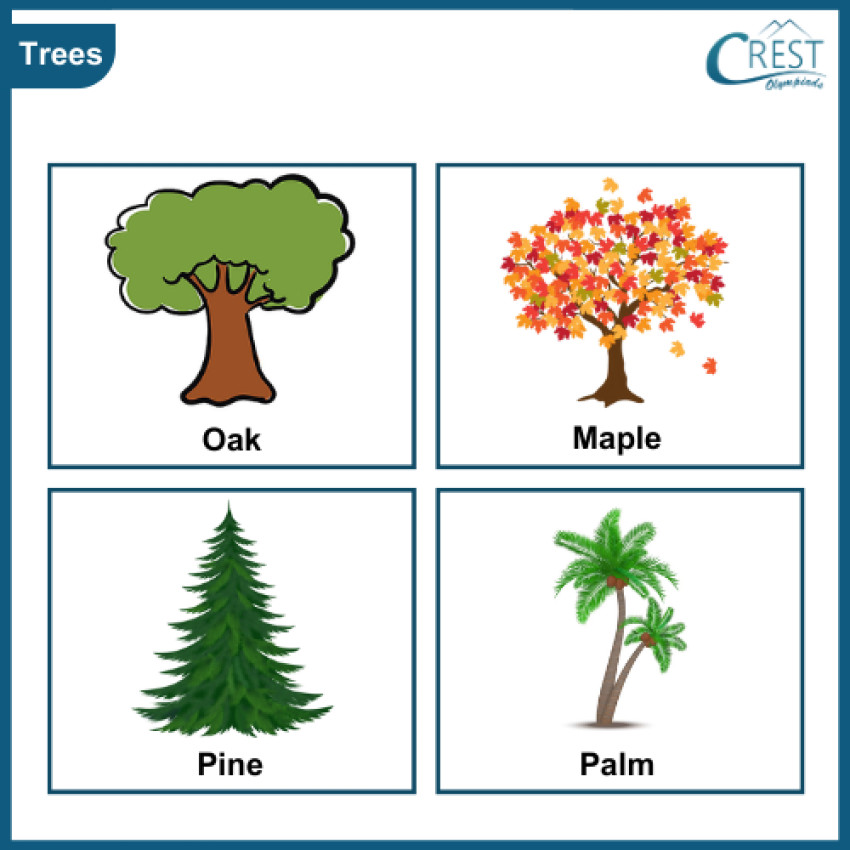 Classification of Plants - Class 2 Science