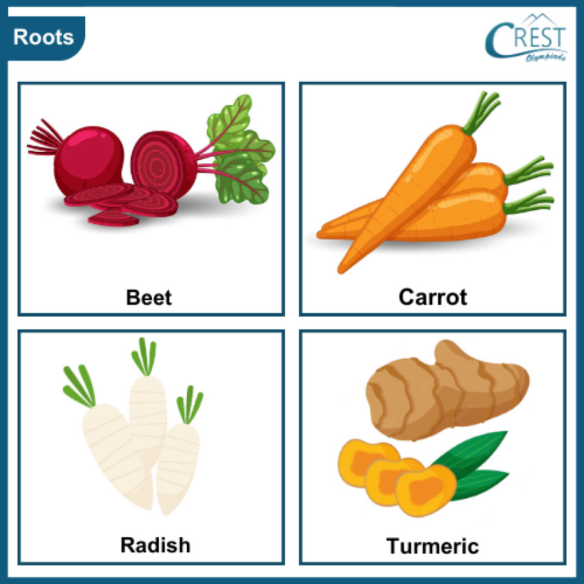 Parts of a Plant and Its Functions | Class 2 Science
