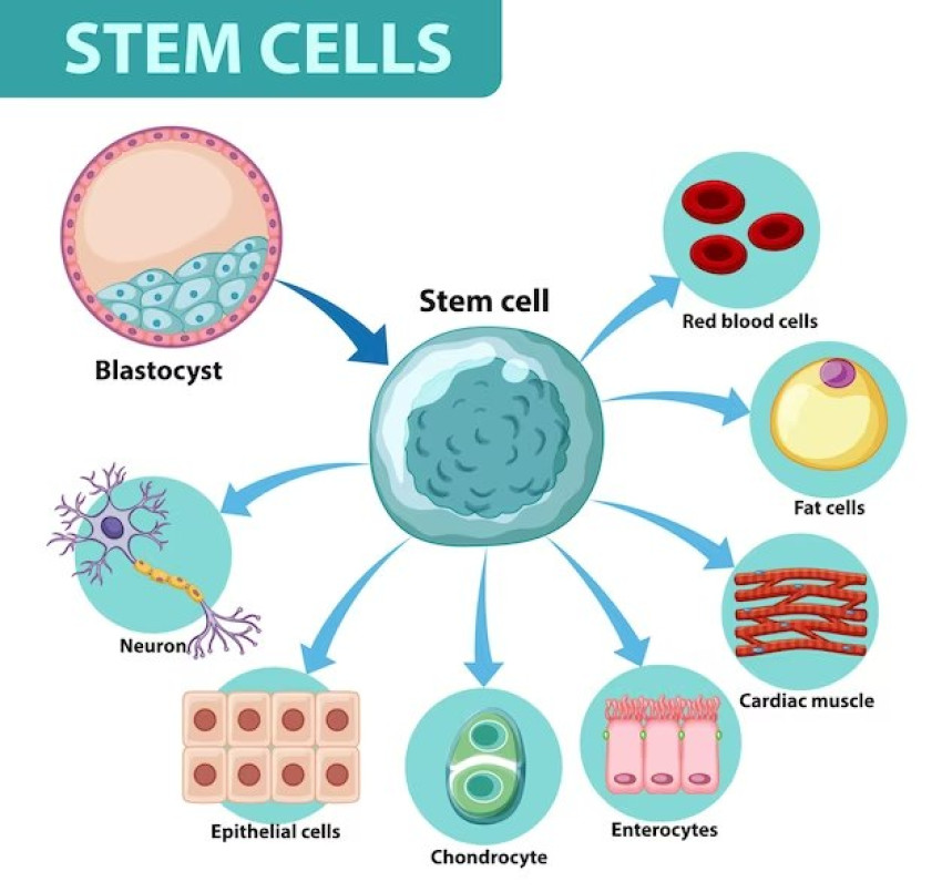 Things To know Stem Cell Therapy for Knee Treatment