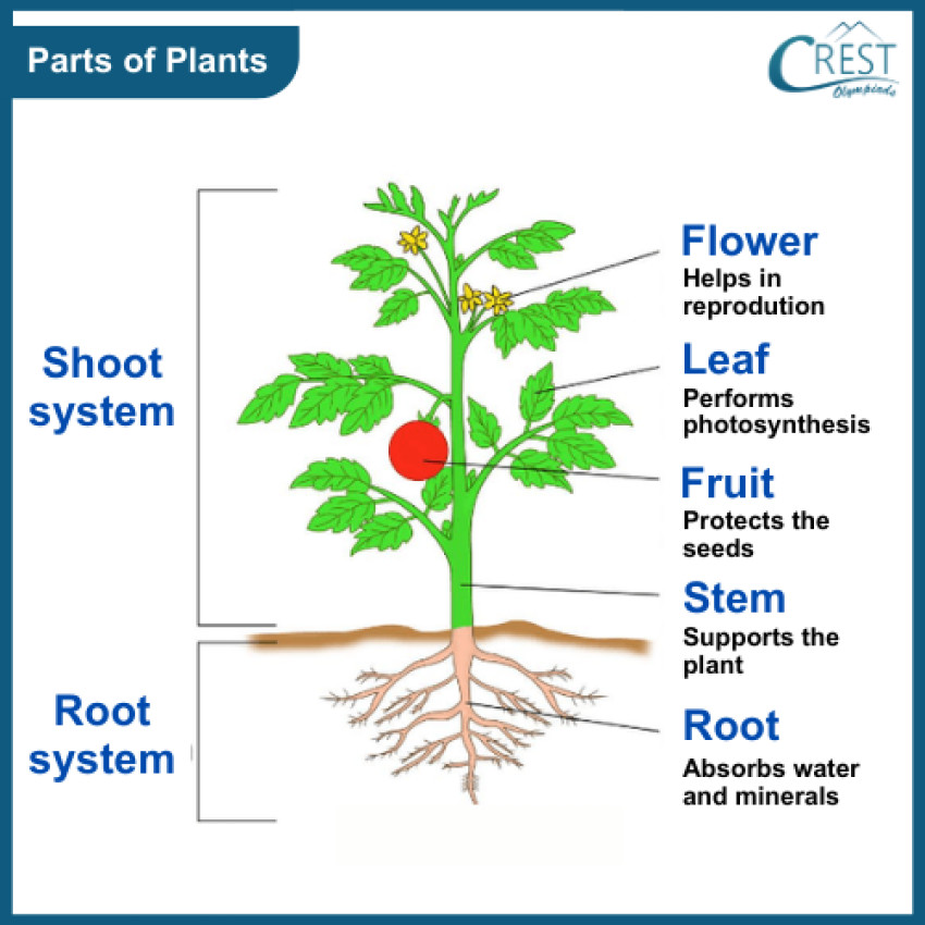 Parts of Plants and Structure of Leaf - Class 4 Notes