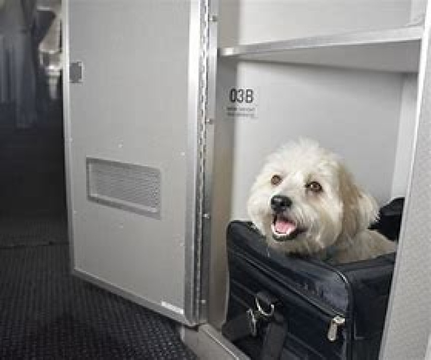 American Airlines Pet Policy  +1-888-875-0388