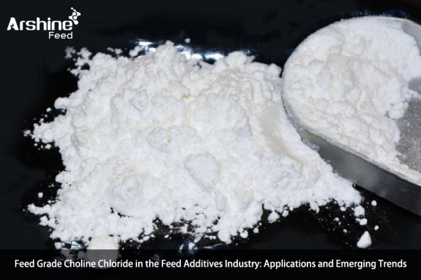 Feed Grade Choline Chloride in the Feed Additives Industry: Applications and Emerging Trends