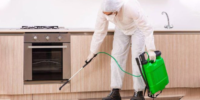 Why Professional Pest Control Services for Better Hygiene?