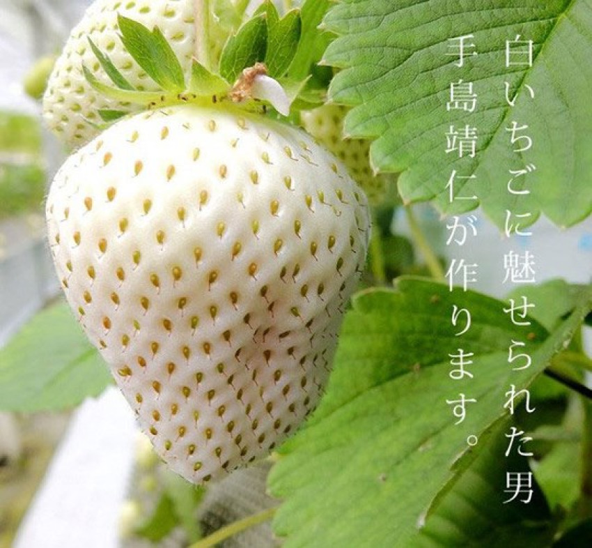 The difference of Japanese Snow White strawberries