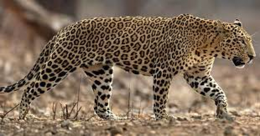Top 5 largest wild cats in the world today