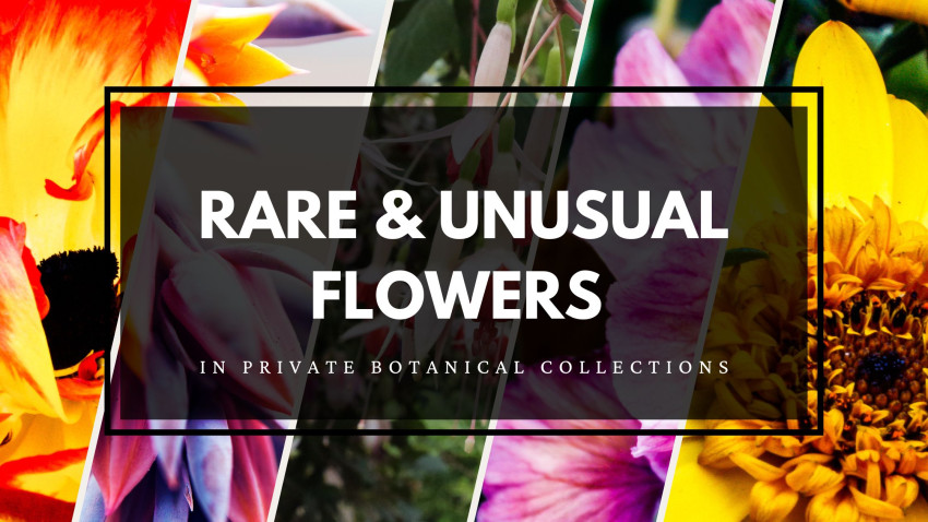 Rare and Unusual Flowers in Private Botanical Collections