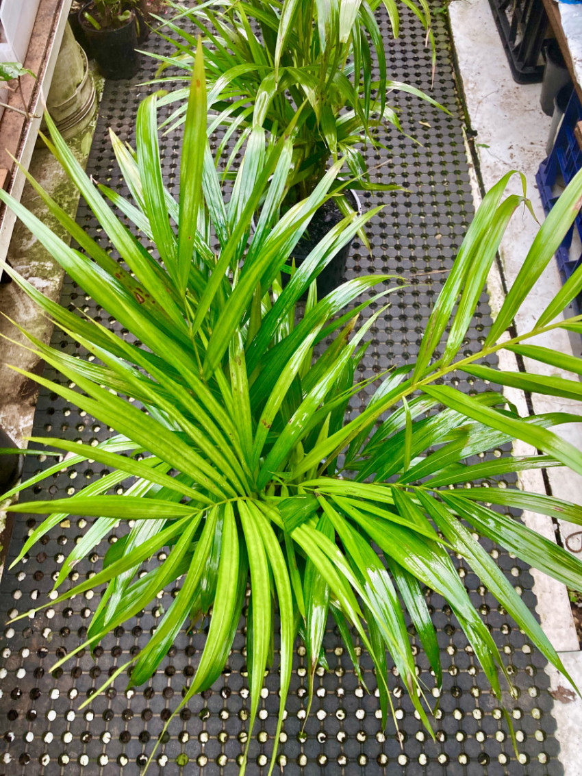 The Resplendent Elegance of the Golden Cane Palm: A Botanical Marvel