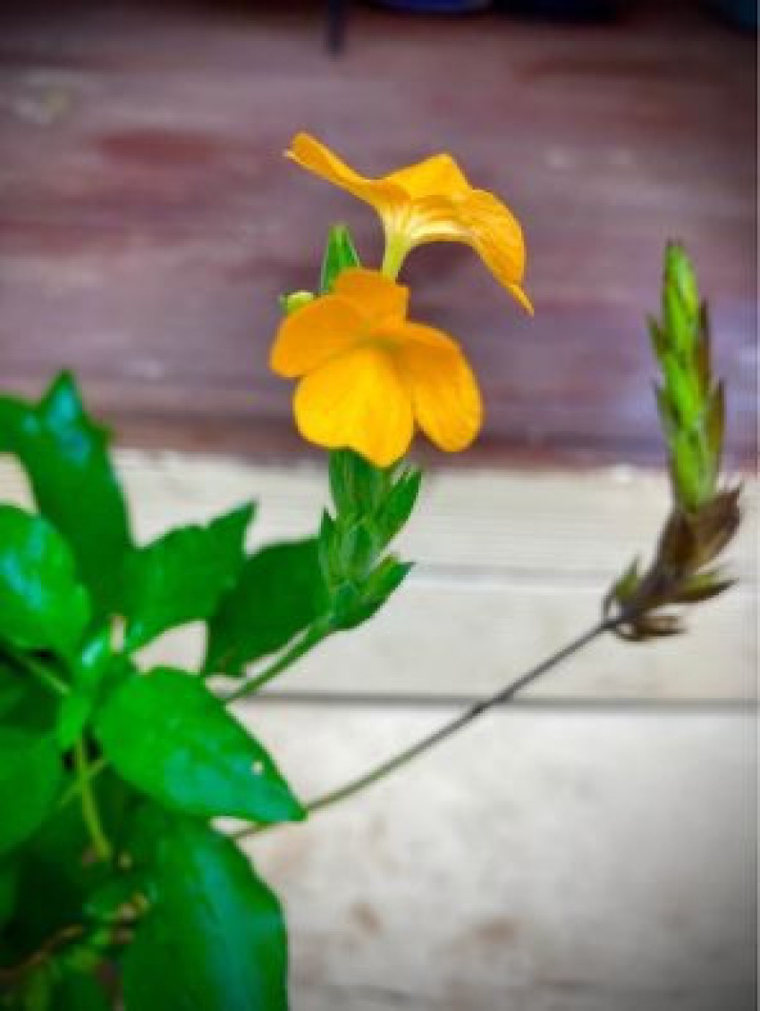 The Resplendent Kanakambaram Plant: Cultivating Beauty in Sydney's Gardens