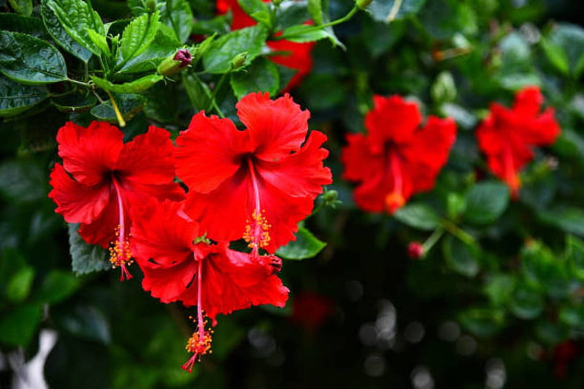 Discover the Beauty of Hibiscus Plants for Sale in Sydney