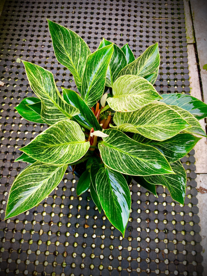 Philodendron Splendor: A Verdant Tapestry at Sai Nursery in Sydney