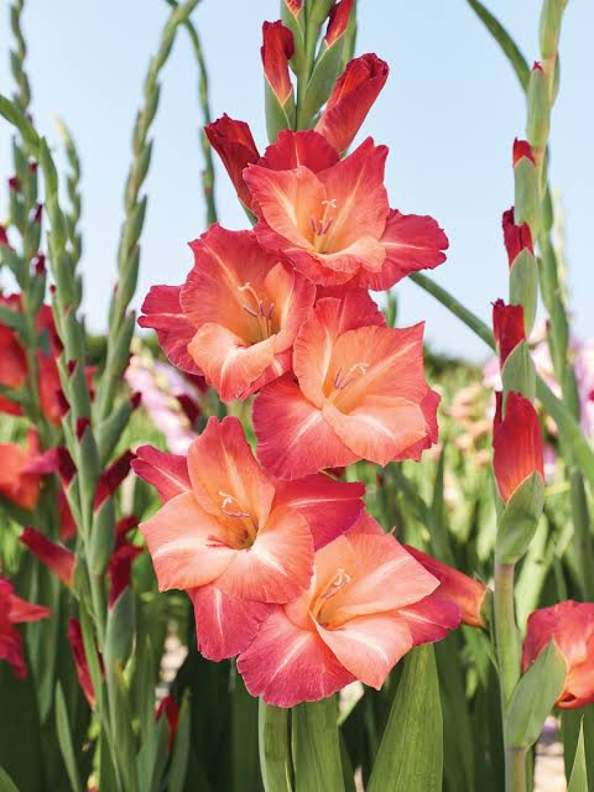 Nerium Oleander: Beauty and Danger in Nature's Contradiction