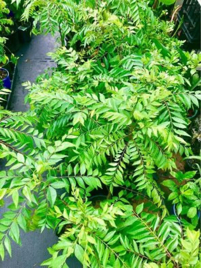 Embracing the Aromatic Essence of Curry Leaves: A Culinary and Medicinal Treasure