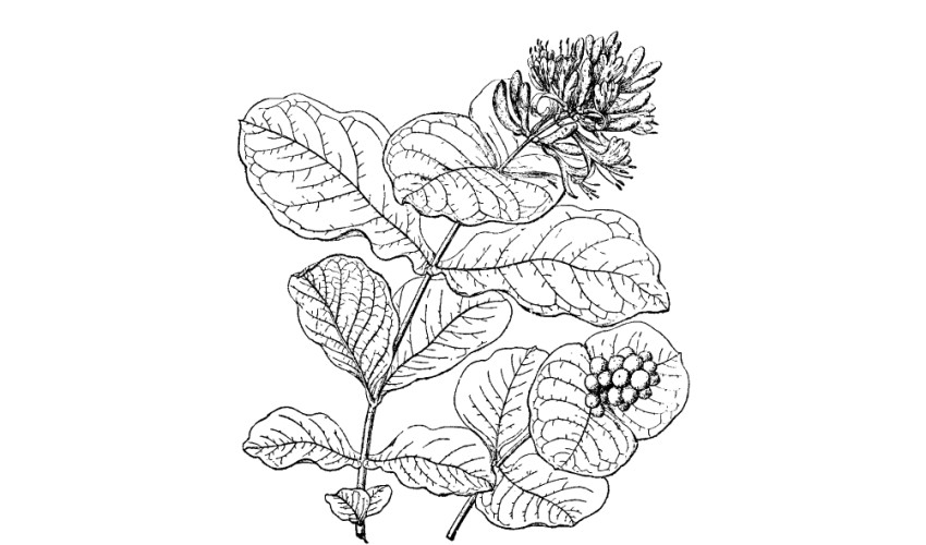 How to Plant Ligustrum Ovalifolium for Lush, Vibrant Hedges ?