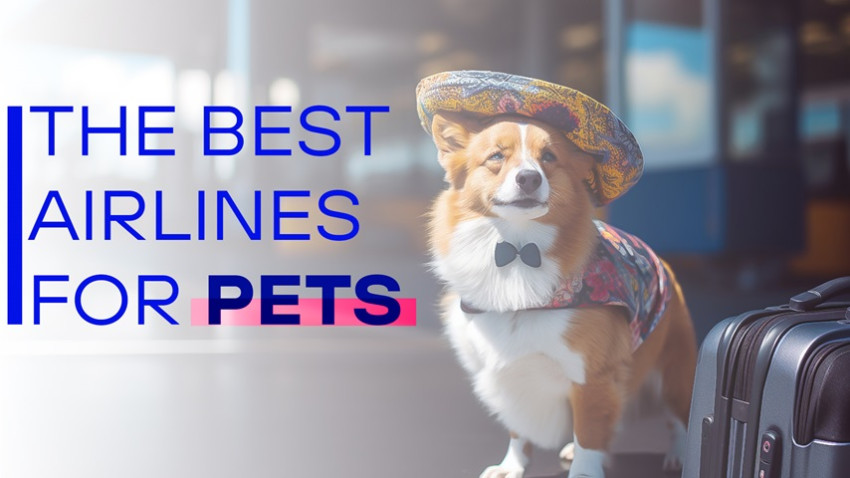 Check the List of the Best Airlines for Pets