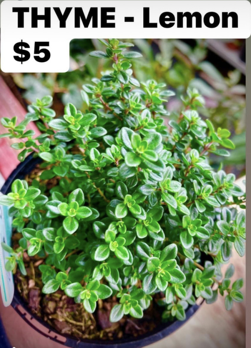 Lemon Thyme: A Citrusy Twist to Classic Herb Gardens