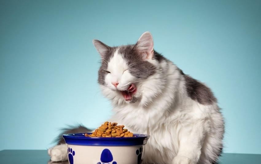 Buy Cat Dry Food Online: Benefits and Convenience