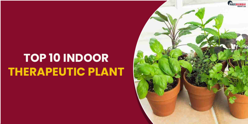 Top 10 Indoor Therapeutic Plant