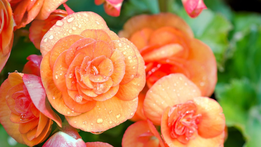 Embracing the Beauty of Begonias: A Guide to Growing and Caring for These Delicate Beauties