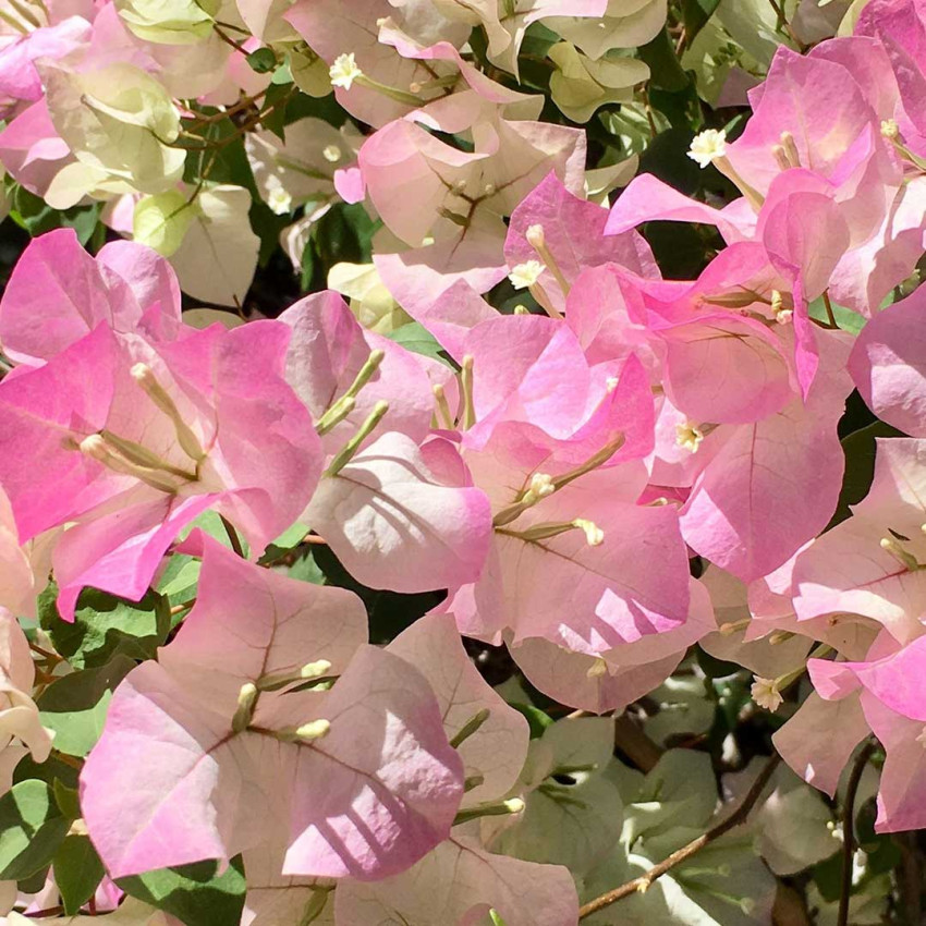 Blooming Beauty: A Comprehensive Guide to Growing and Caring for Bougainvillea