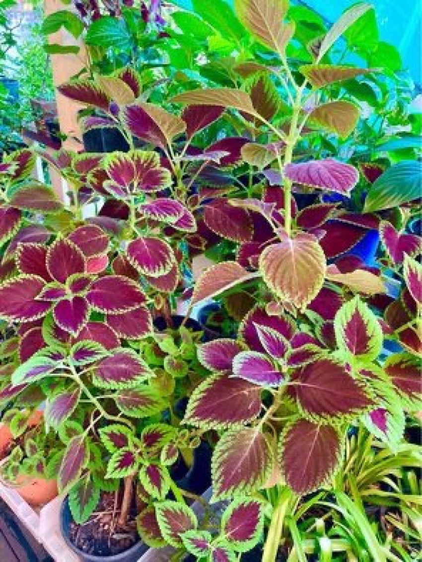 Unlocking the Beauty and Benefits of Coleus: A Guide to Cultivation and Care
