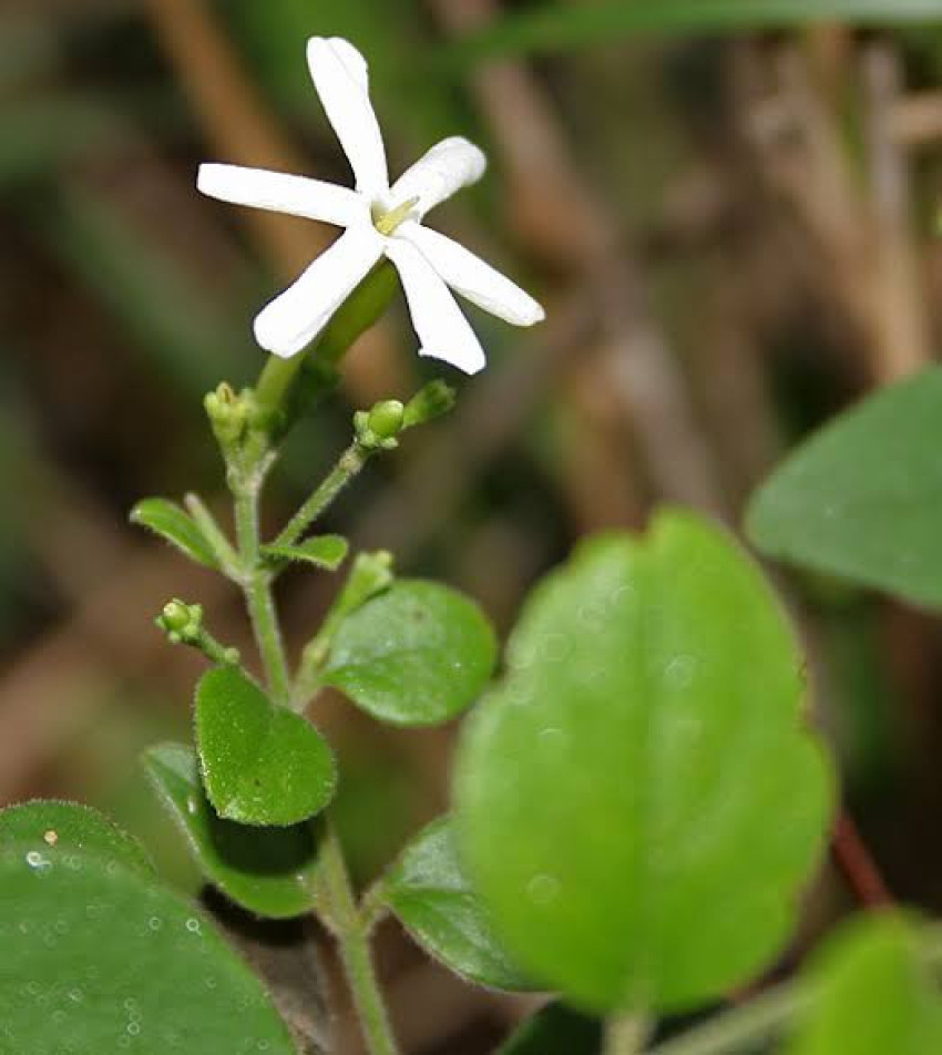 Exploring the Fragrance and Beauty of Needle Jasmine