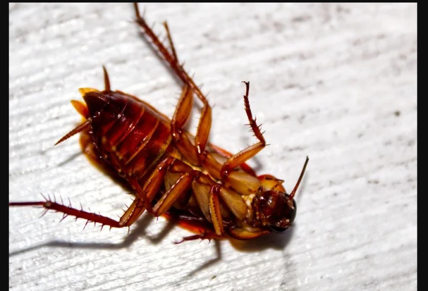 Fast and Reliable Pest Control Roaches, Las Vegas