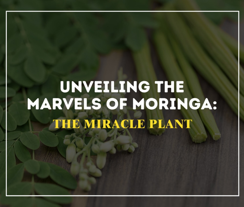 Unveiling the Marvels of Moringa: The Miracle Plant