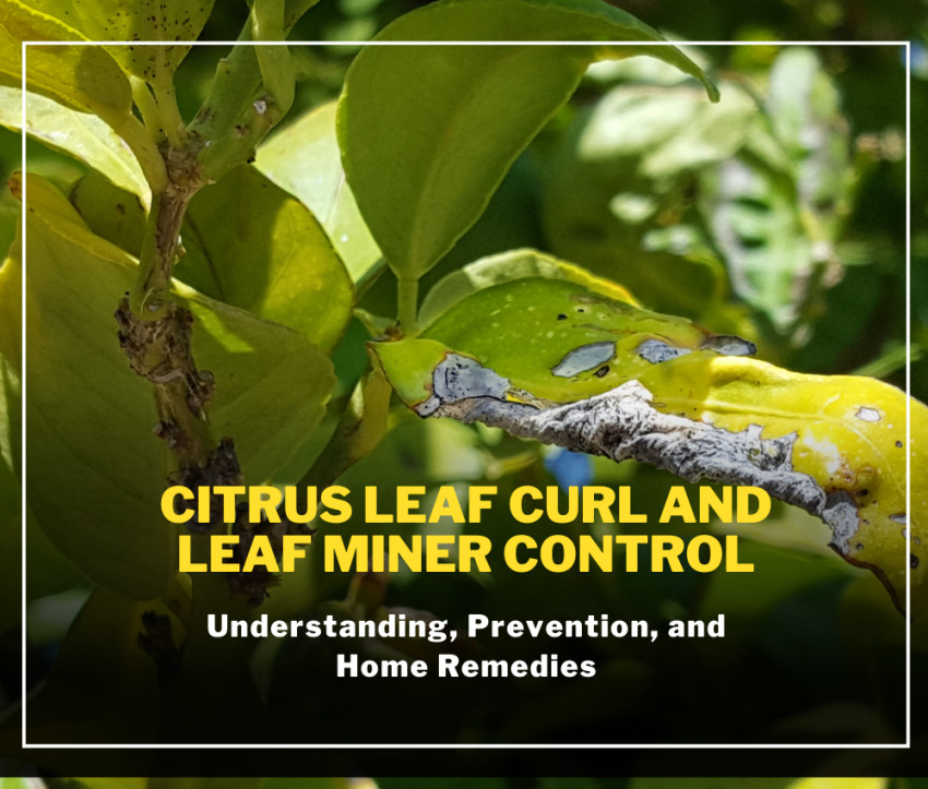Citrus Leaf Curl and Leaf Miner Control in Your Garden