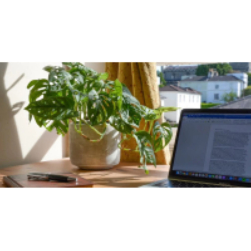 8 Reasons Why You Must Keep a Plant Near Working Area