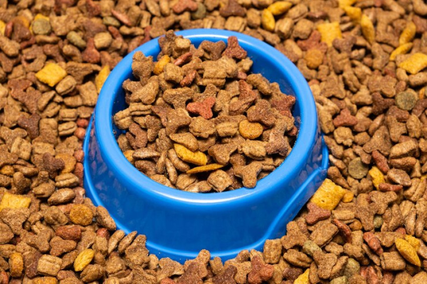 Top 10 Tips for Shopping for Cat Dry Food Online