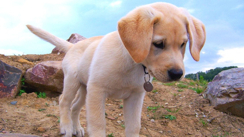 Labrador Retriever Puppies for Sale in Lucknow