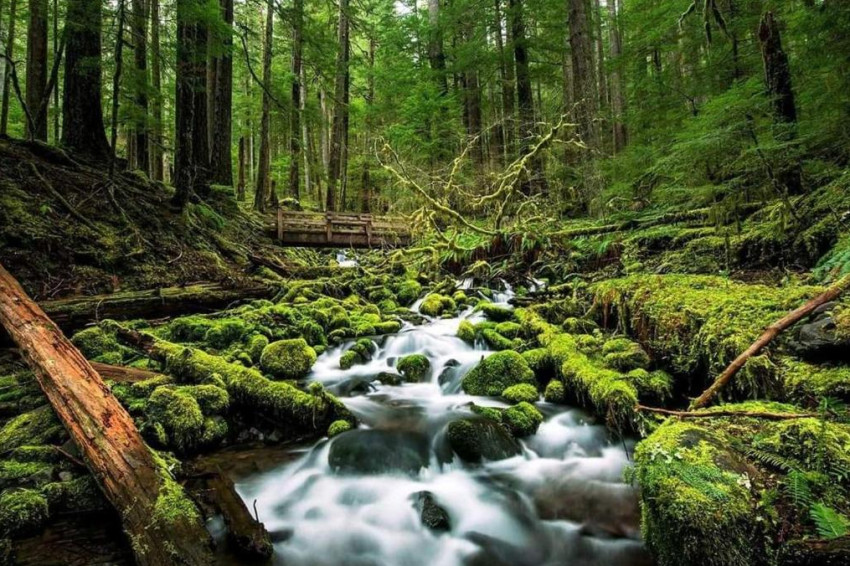 Enchanted Escapes: Coorg Tour Packages Crafted for Romance