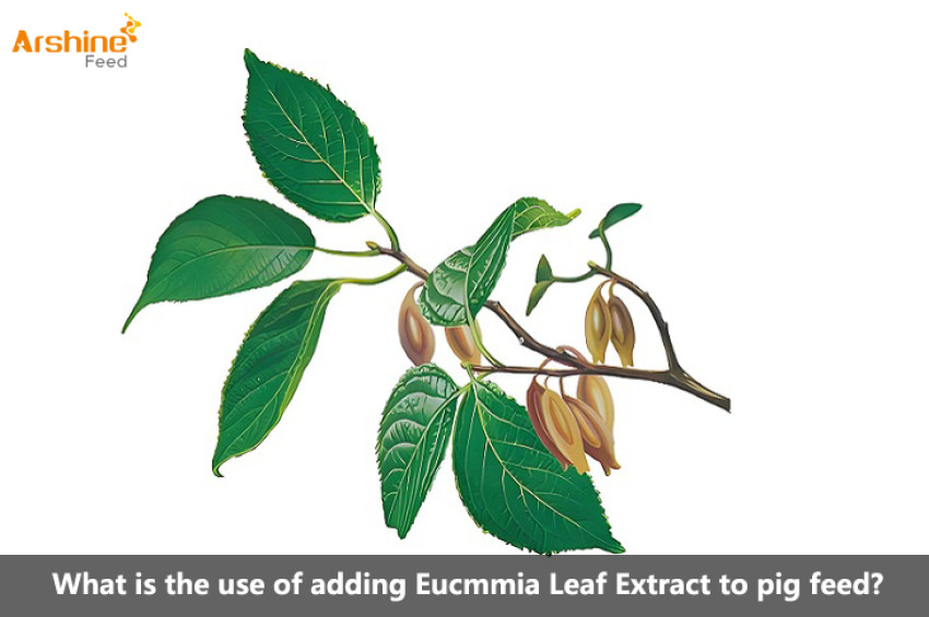 What is the use of adding Eucmmia Leaf Extract to pig feed?