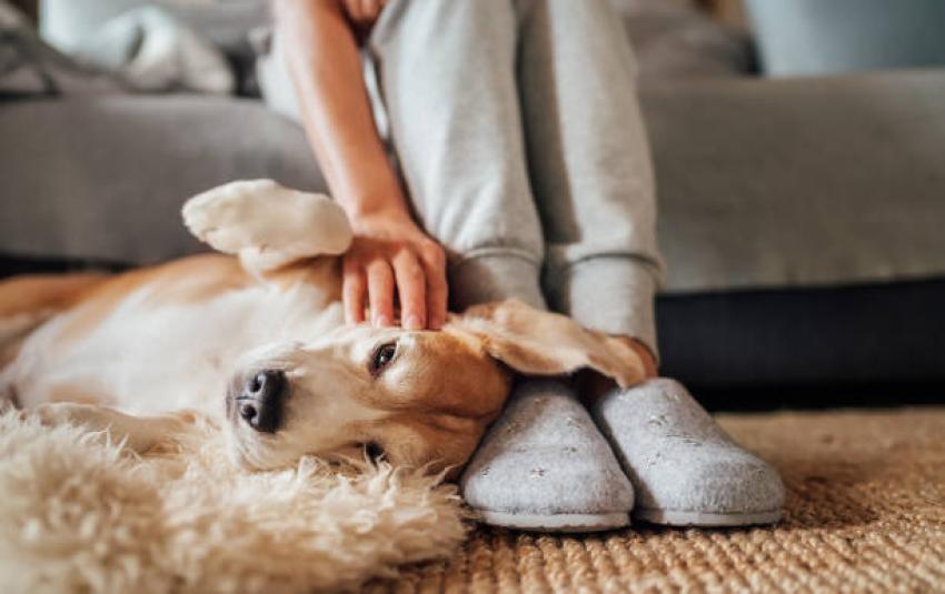 What Are the Benefits of Pet Boarding Over Home Care?