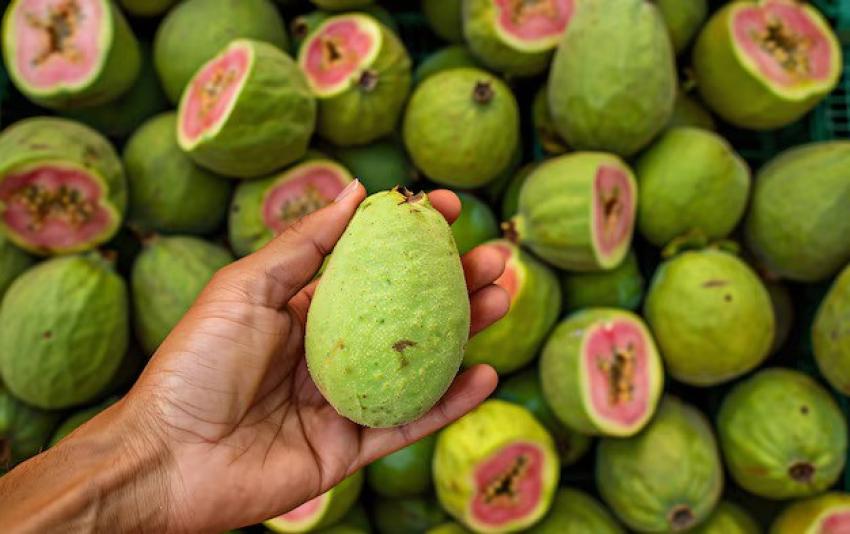 Guava Benefits for Sex | Good Health By Instacare