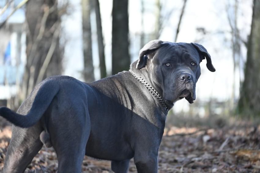 Adopting vs. Buying a Cane Corso in Texas: Understanding Your Options