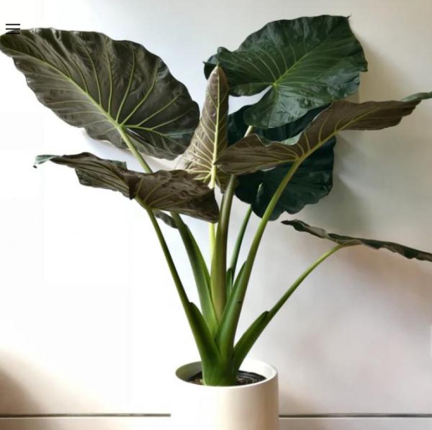 Discover the Best Indoor Plants Online in Australia with PlantArk