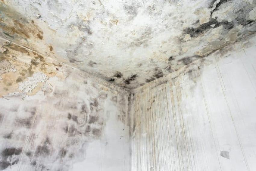The Hidden Dangers of Household Mold: Why Professional Removal Matters