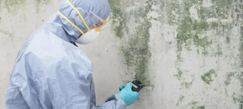 8 Common Mold Inspection Services Myths Busted