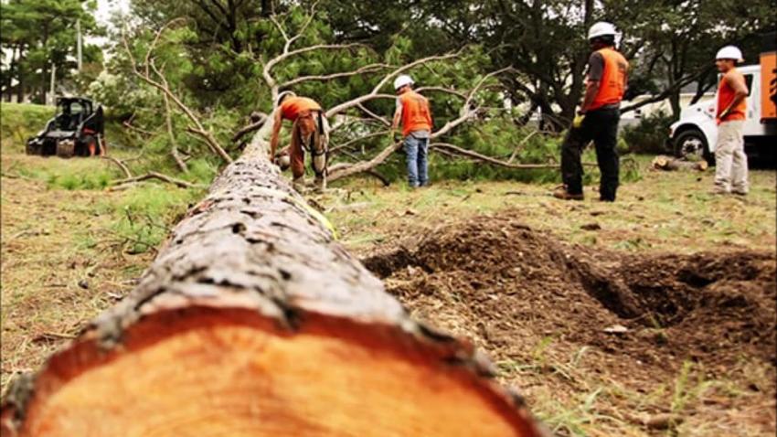 What Does Tree Removal Involve From Start To Finish?