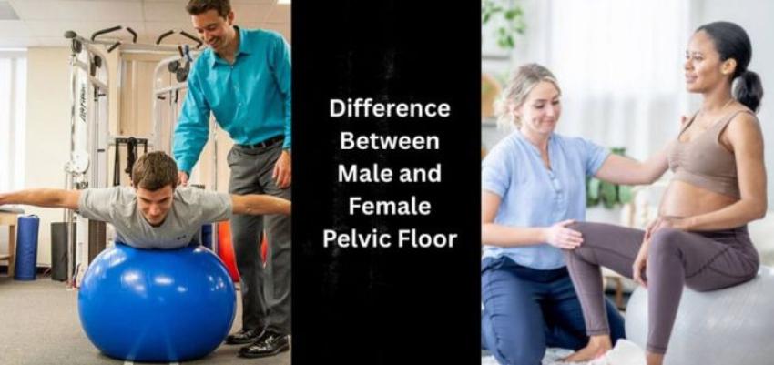 Difference Between Male and Female Pelvic Floor