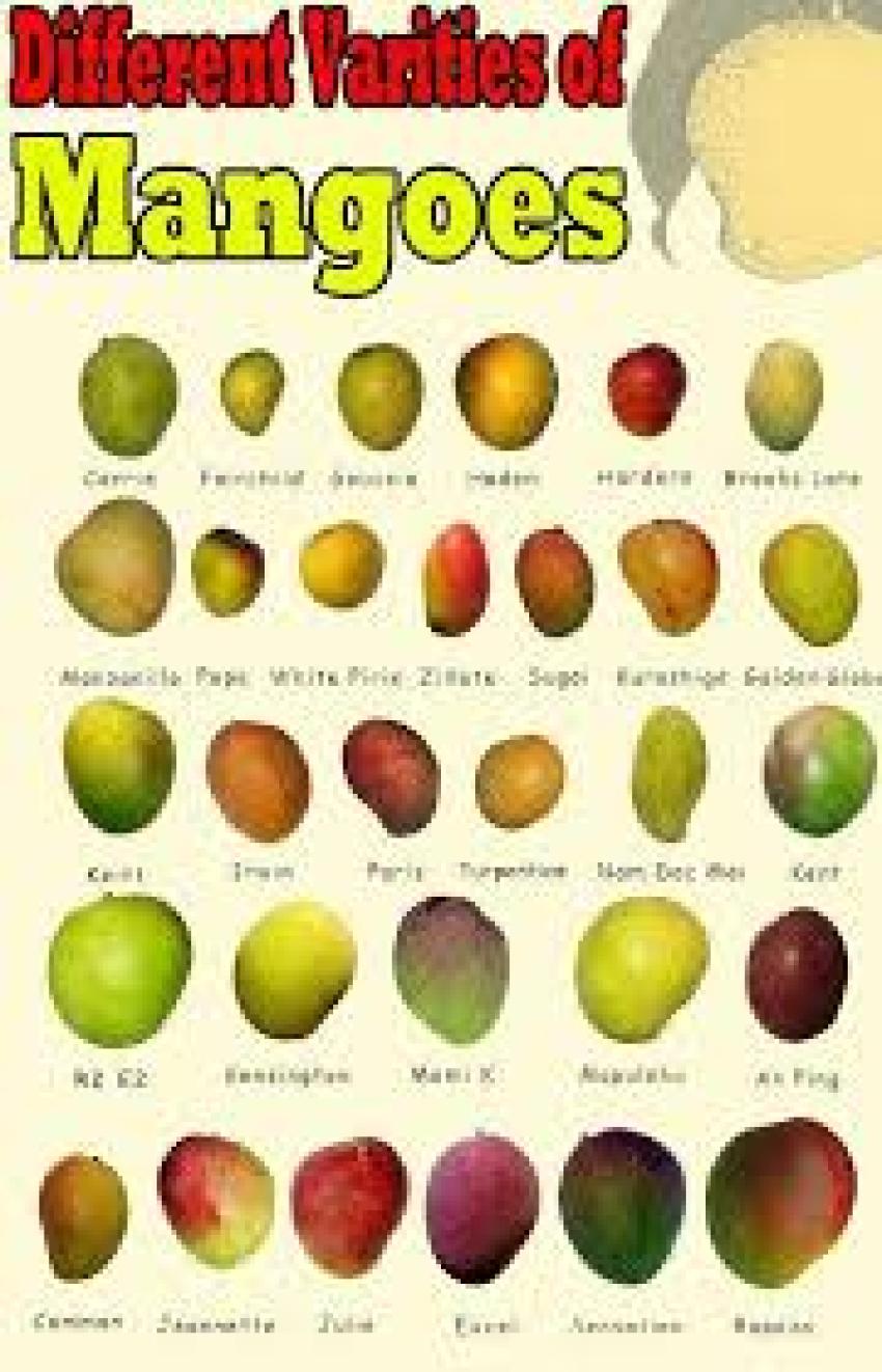 Discovering the World of Mango Varieties