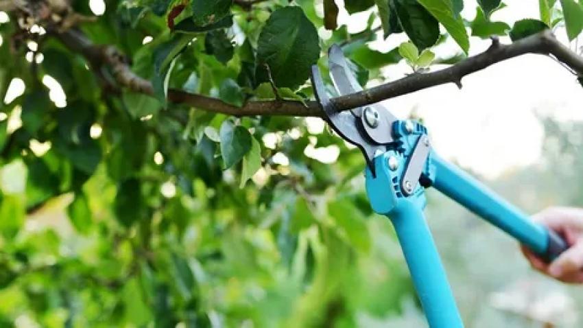 Struggling with Low Yard Light? Tree Pruning Might Help