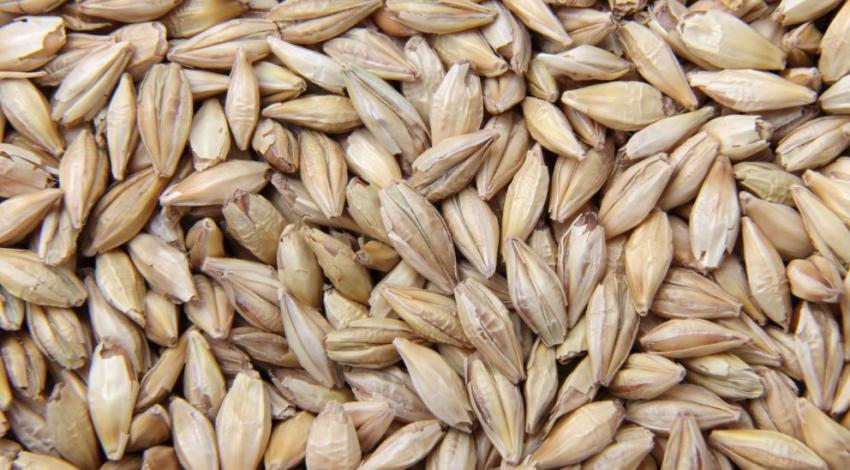 How to Choose the Right Bulk Barley Supply and Exporter?