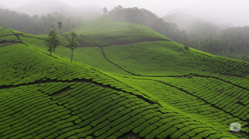 How to Plan a Perfect Kerala Tour?