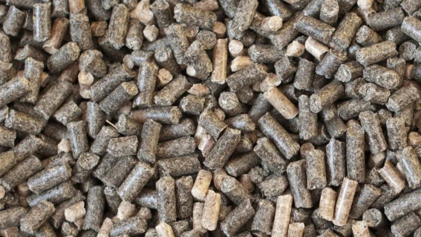 Rapeseed Meal for Animal Feed: Stronger Birds, Better Eggs!