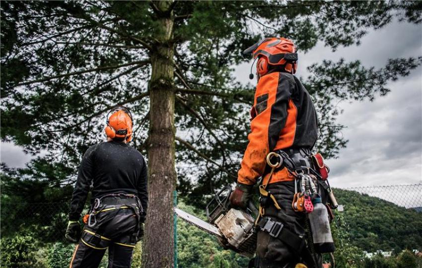 Safe and Reliable Tree Removal Services in Mint Hill and Matthews